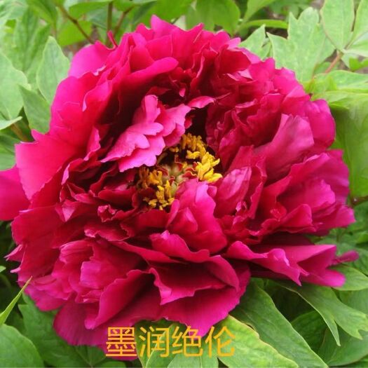 菏泽观赏牡丹 0.5米以下 2cm以下 4cm以下 