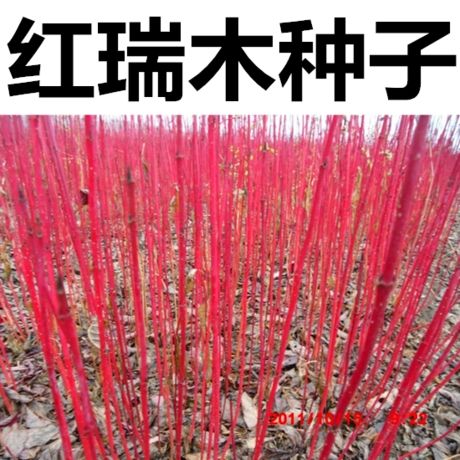 沭阳县红瑞木种子 