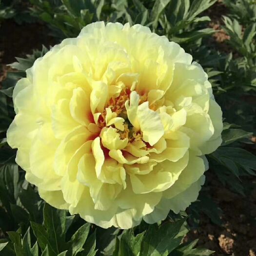 菏泽菏泽牡丹、芍药苗