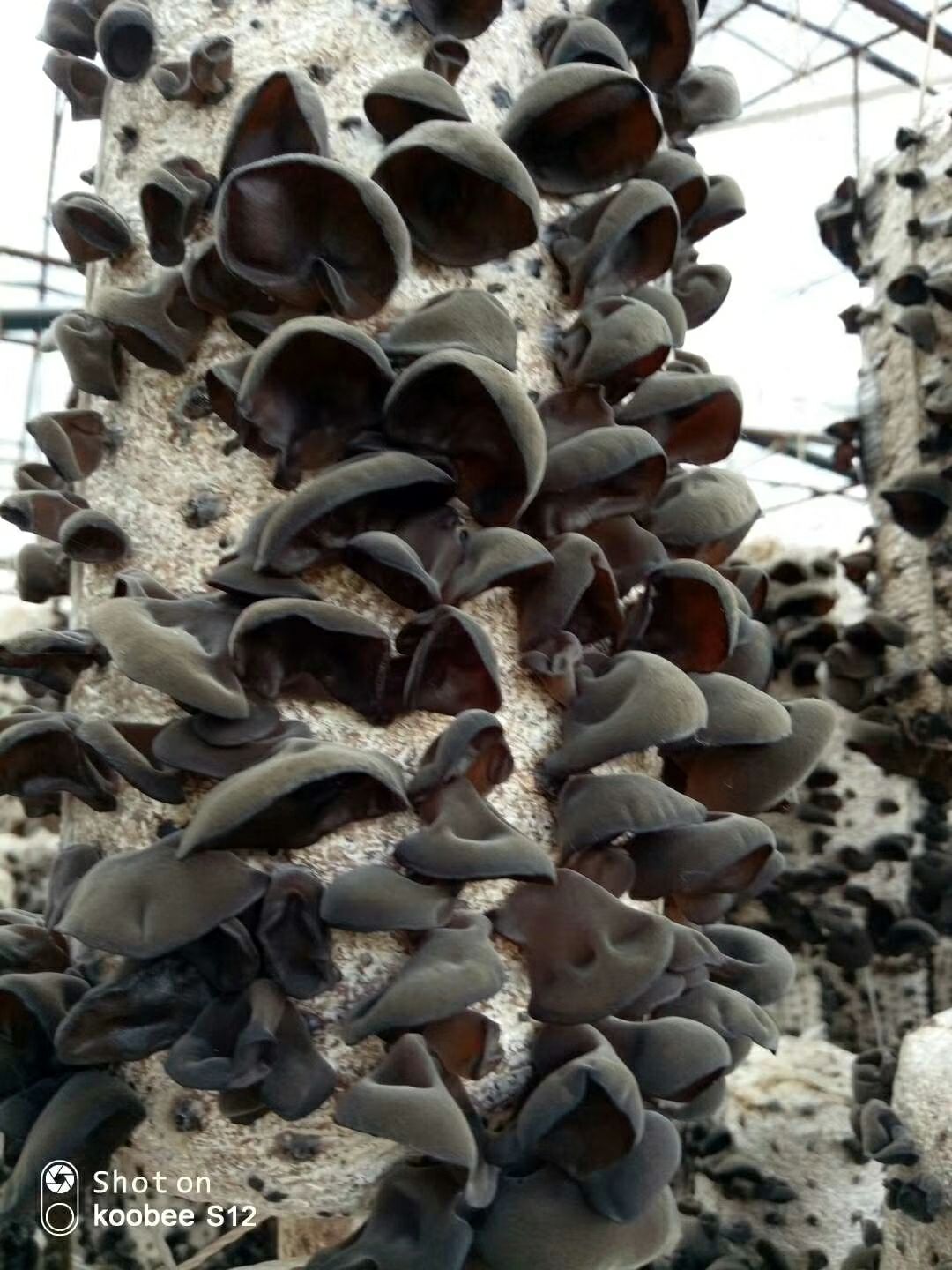 东北黑木耳 干木耳 一级 