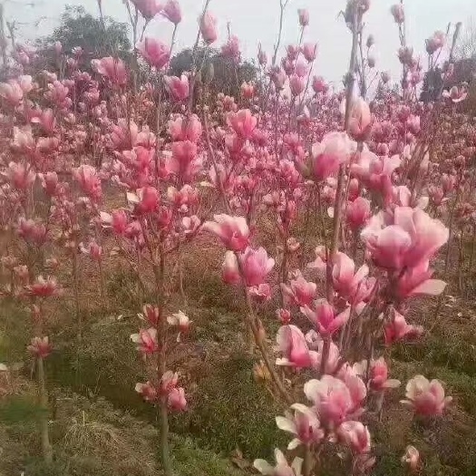 平邑县红玉兰  紫玉树苗！现挖保湿发货