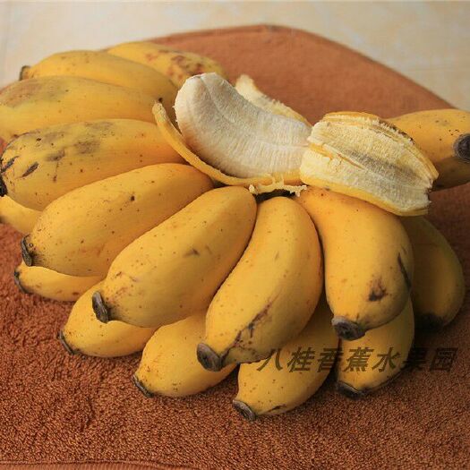 南宁 一件代发   小米蕉    包邮包售后