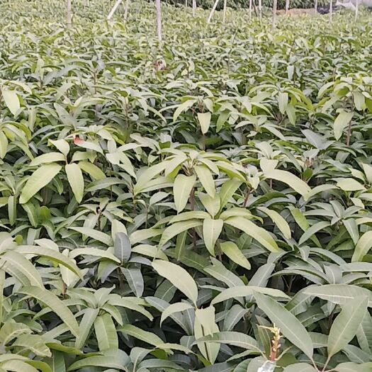 百色金煌芒果苗 