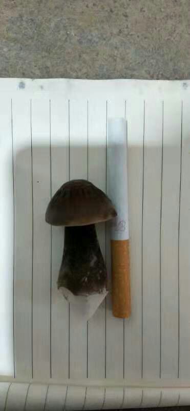 梁山县鸡枞菌 鲜货 人工种植 黑皮鸡枞 5cm~7cm 