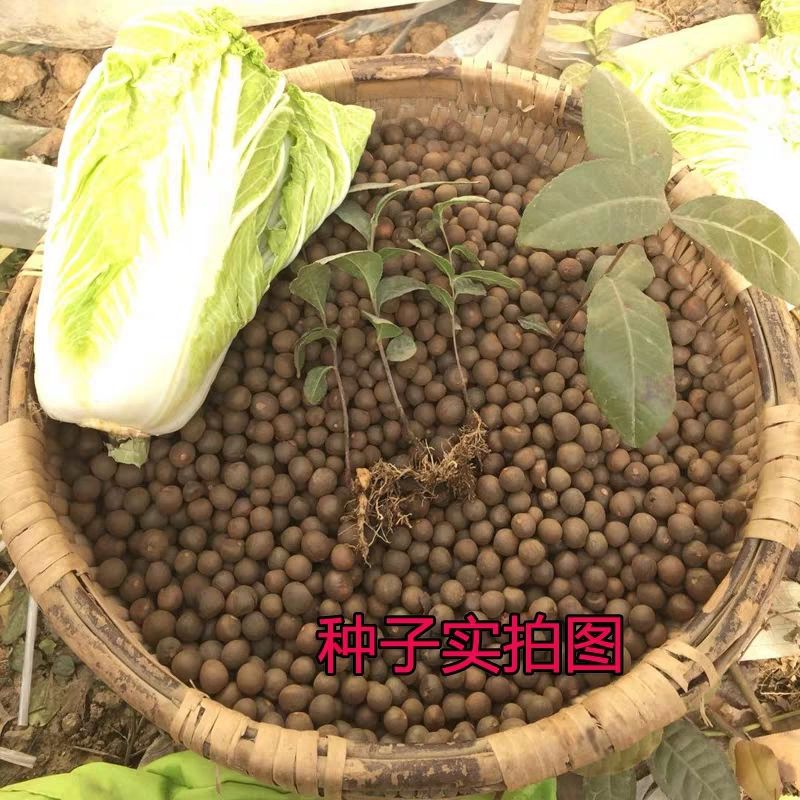 沭阳县白茶种子 
