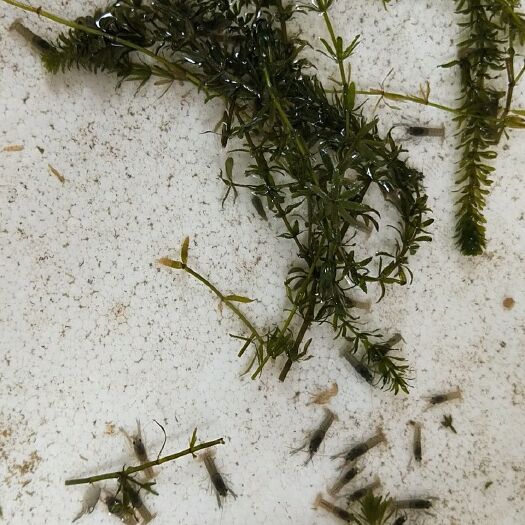 广州澳洲淡水小龙虾苗 