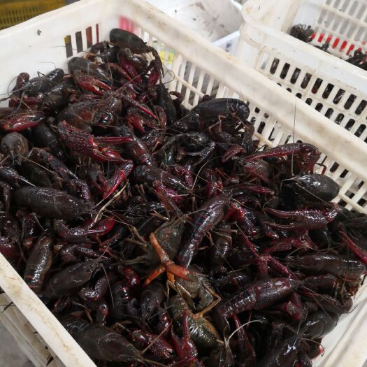 潜江潜江小龙虾 2-4钱 人工养殖 