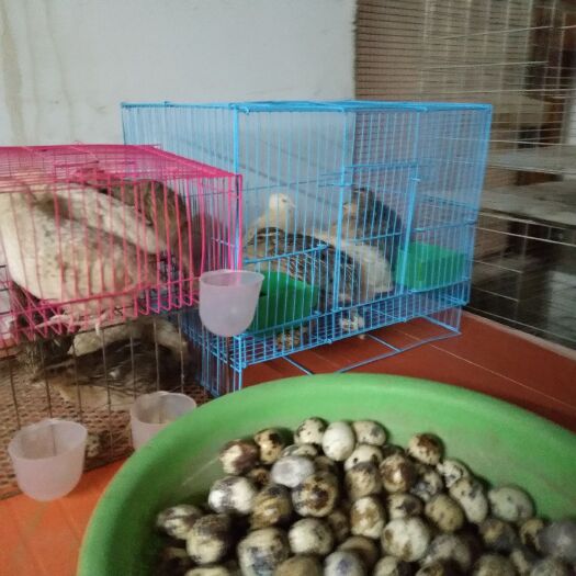 滁州斗鸡 2斤以下 统货 