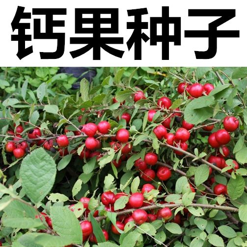 沭阳县钙果种子 
