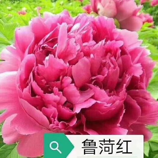 菏泽观赏牡丹 0.5米以下 2cm以下 4cm以下 