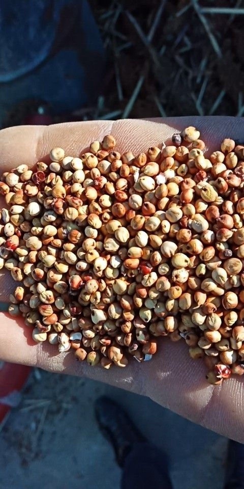 大安市红高粱 1等品 霉变 ≤1% 