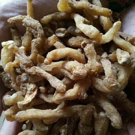 成都湘玉竹