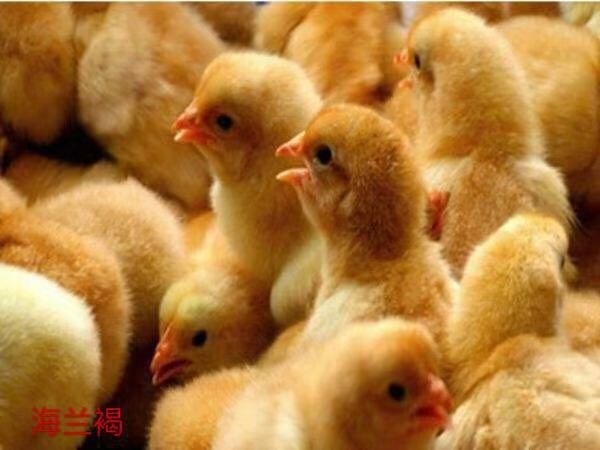 广州 海兰褐   高产蛋鸡苗