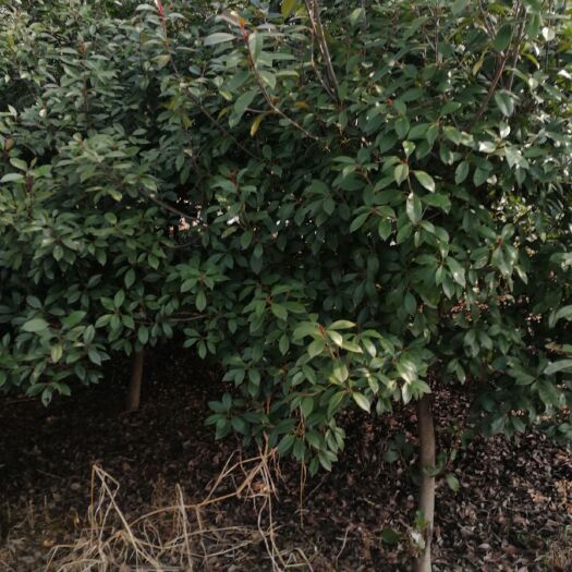 随县红叶石楠 