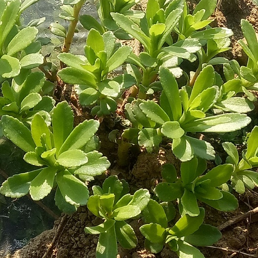 惠水县宽叶费菜 箱装