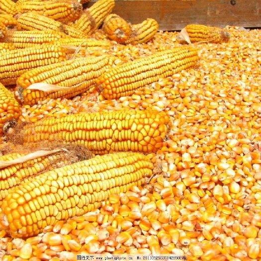盈江县玉米干粮 净货 水份14%-16% 