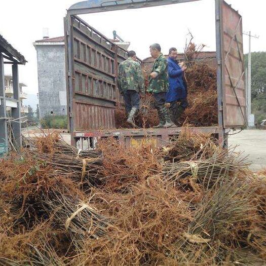 瑞昌市 吴茱萸苗 正宗江西中花
