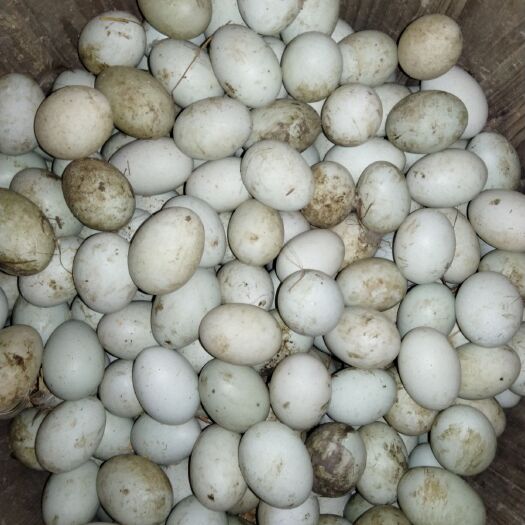 沿河县土鸭蛋 食用 箱装 