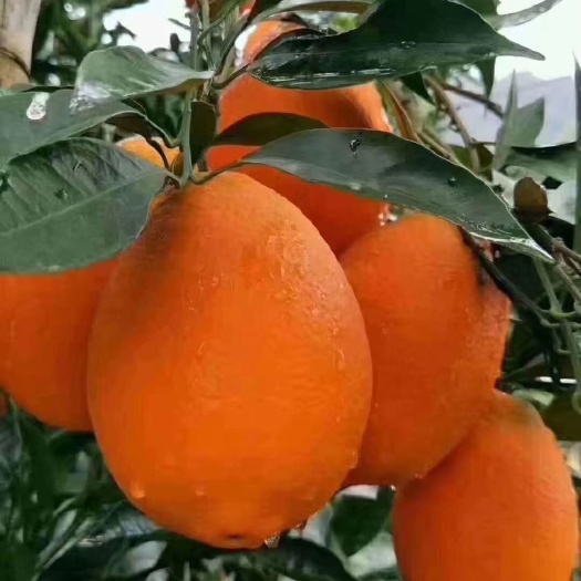 长虹脐橙，口感一流