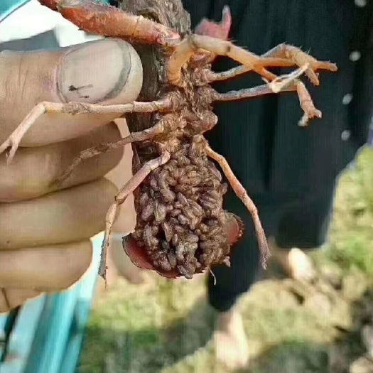 沭阳县龙虾苗 