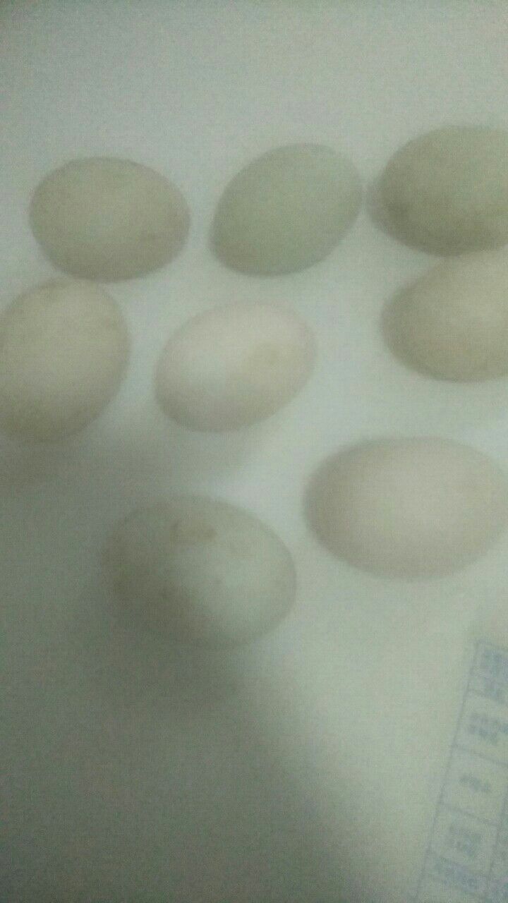 土鸭蛋 食用 散装 