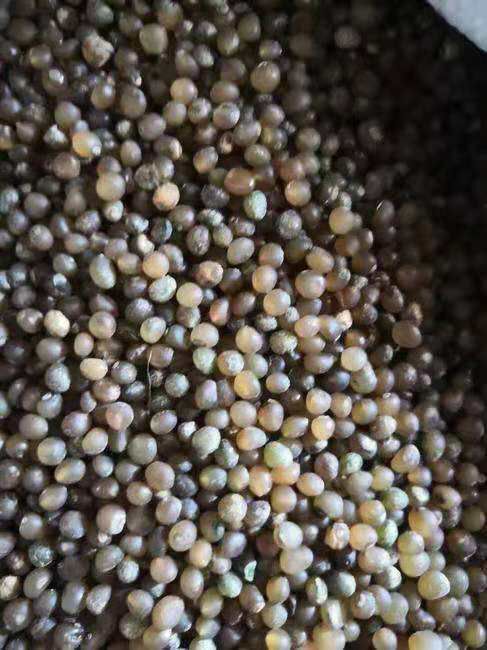 贵阳黄精种子  黄精净子发芽率95%