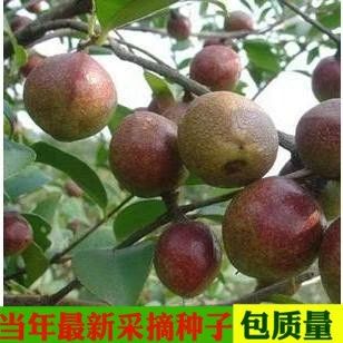 沭阳县红茶种子 