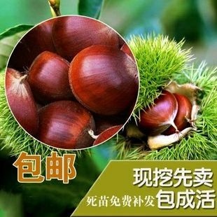 平邑县大红袍板栗苗 嫁接苗 0.5~1米 