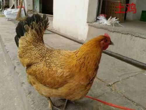 广州土鸡苗 