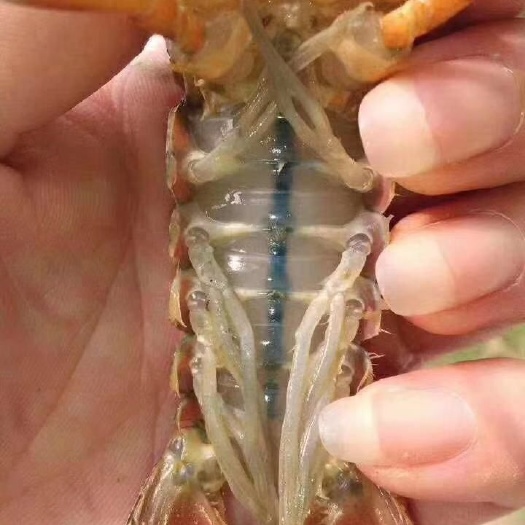 鄱阳县小龙虾苗 