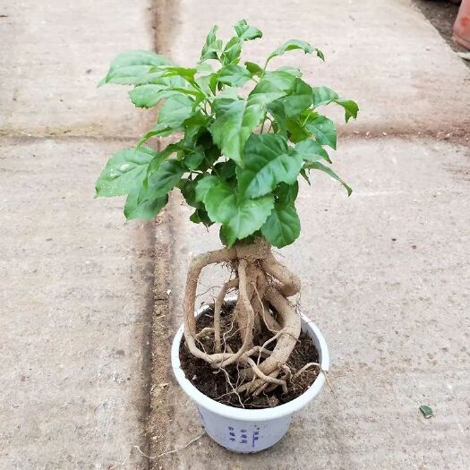 沭阳县海南菜豆树 30~50cm