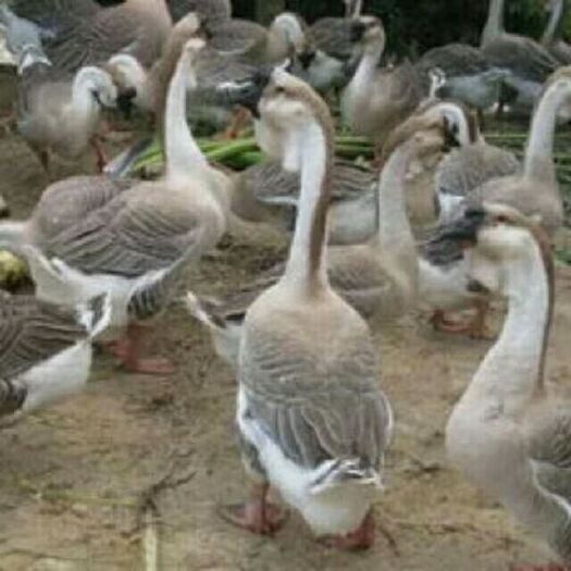 芜湖狮头鹅苗 