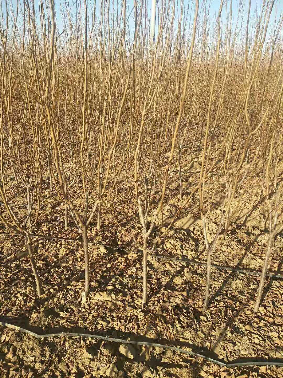 四月李树苗 