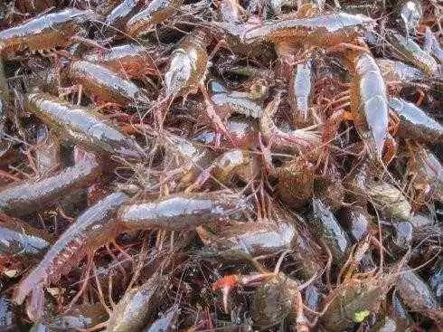 合肥青壳小龙虾 4-6钱 稻田虾 
