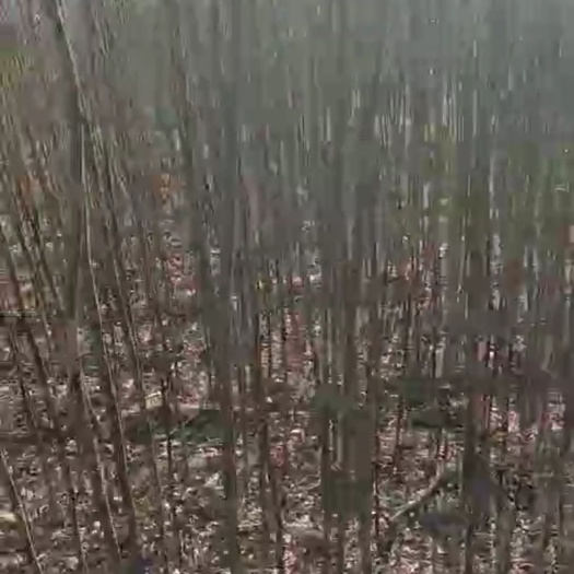 长春青李子苗 