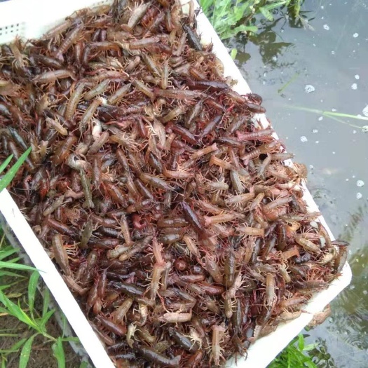 沭阳县青虾苗 