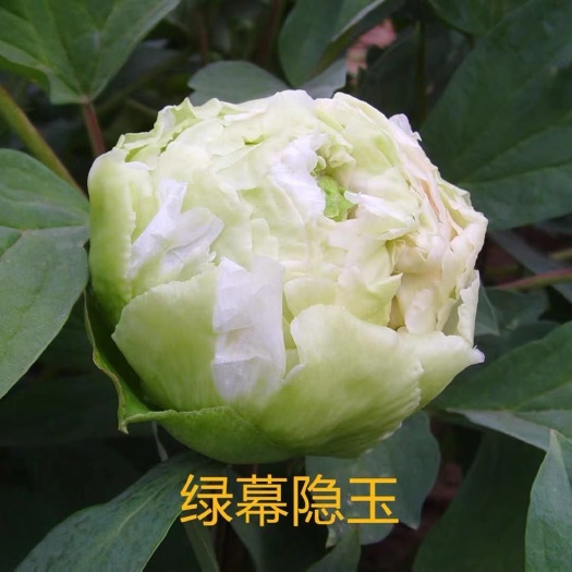 菏泽观赏牡丹 0.5米以下 2cm以下 4~6cm 