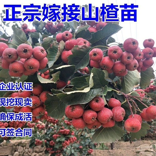 平邑县甜红子山楂苗