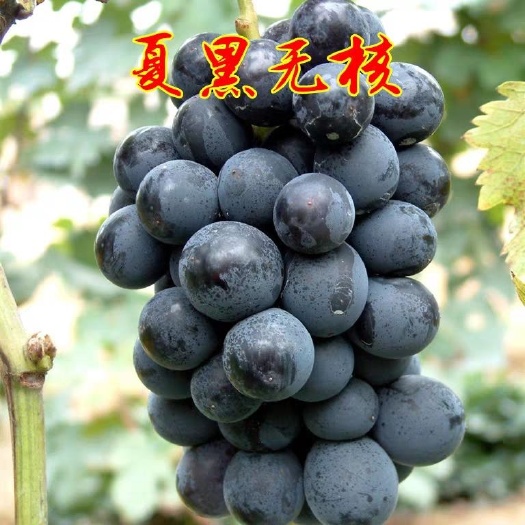 平邑县 夏黑葡萄苗 口感纯甜 高产 早挂果 易成活 包邮