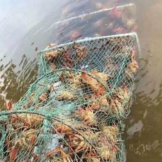 兴化市兴化小龙虾 7-9钱 人工养殖