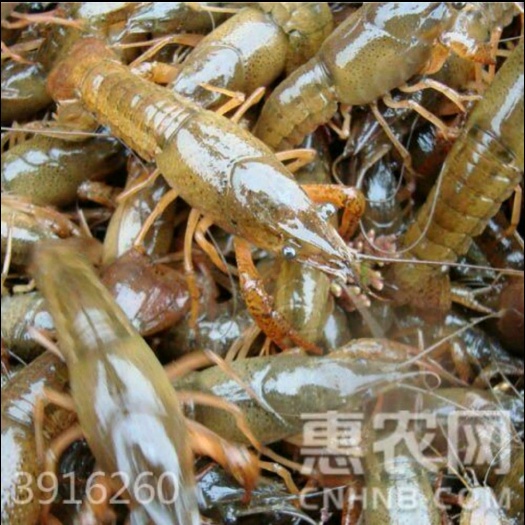 沭阳县龙虾苗 