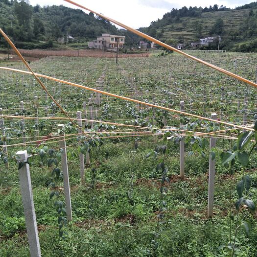 息烽县麻皮八月瓜 150g以上 种植