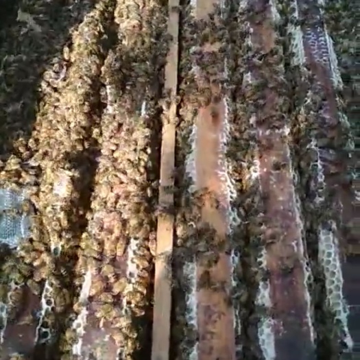 仙游县意大利蜜蜂  意蜂 出售