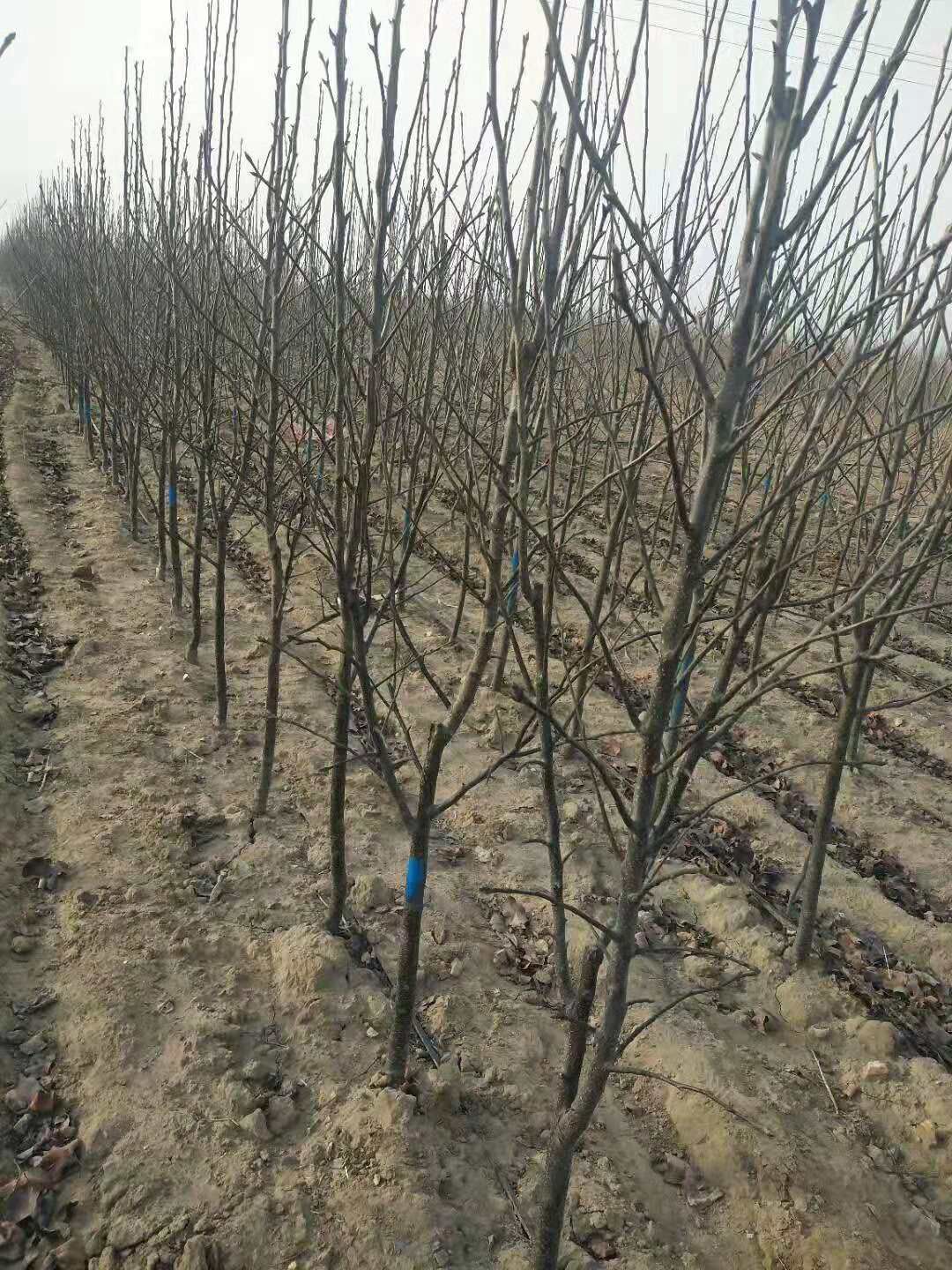 四月李树苗 