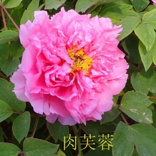 观赏牡丹 0.5米以下 6~8cm 6~8cm 