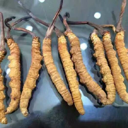 兰州冬虫夏草 