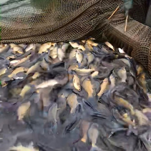 沭阳县草鱼