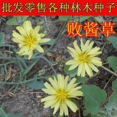 沭阳县败酱草种子 