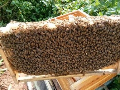 南安市中华蜜蜂 带箱带2脾带蜂王发圆通快递镇上自提