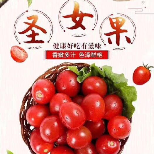 莘县圆粉圣女果 